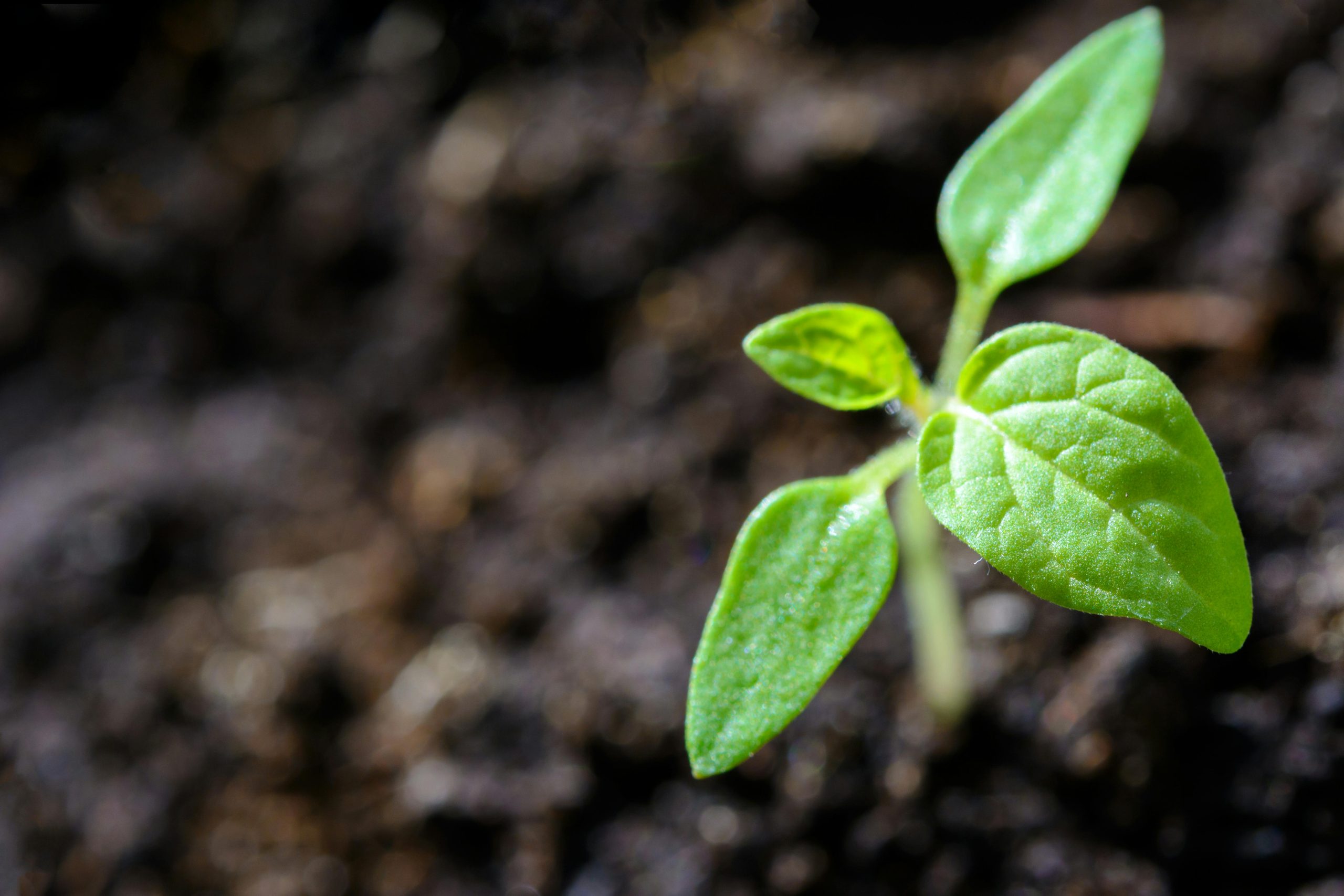 Home Vibrant close-up of a young tomato seedling sprouting in the soil.