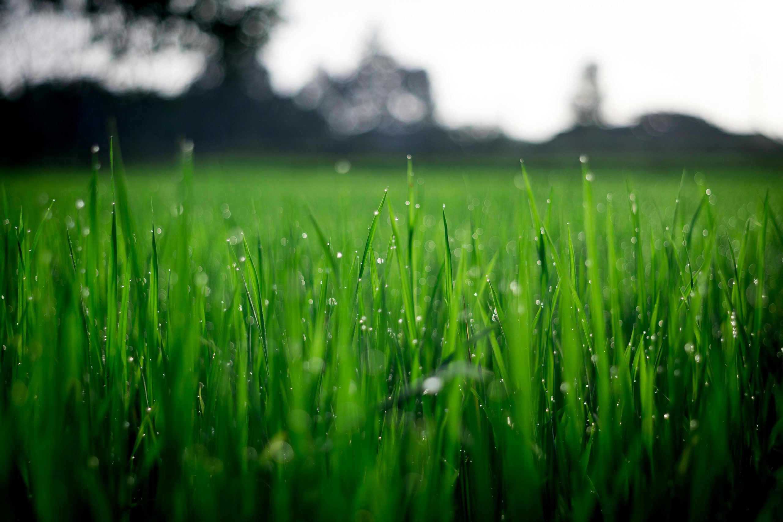 Home Close-up of lush green grass covered with morning dew in a rural field.